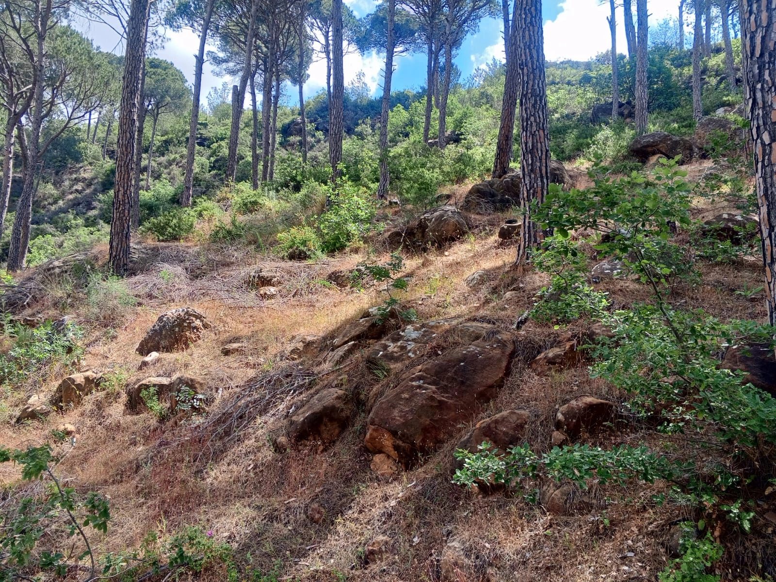 Land for sale in selfaya – aley – Selfaya, Aaley