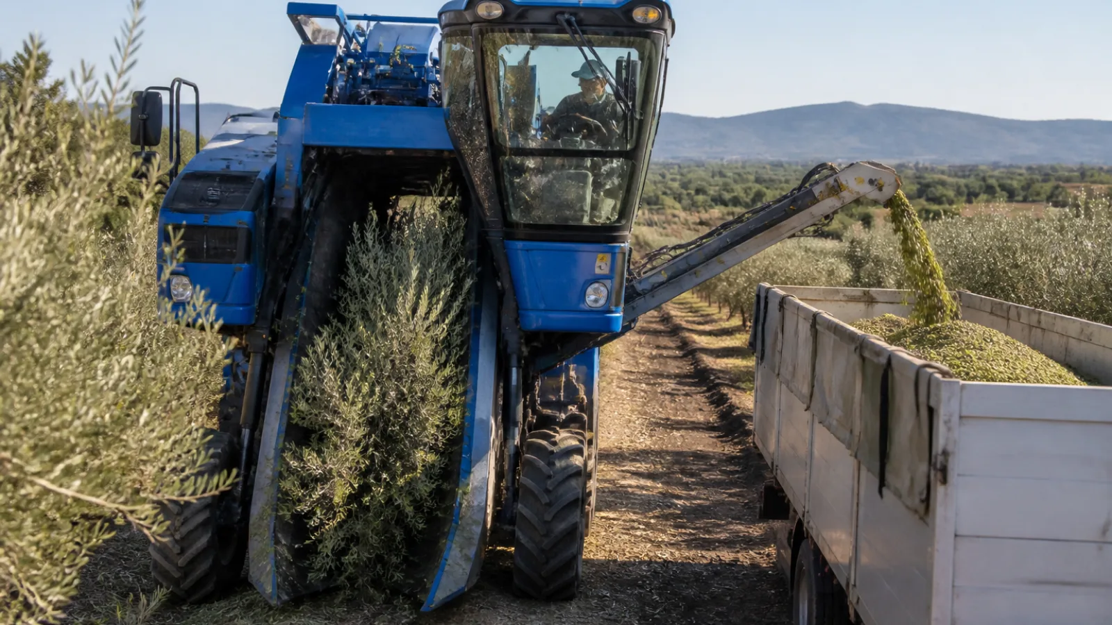 How Modern Olive Harvesting Machines Work: Engineering, Automation and Productivity
